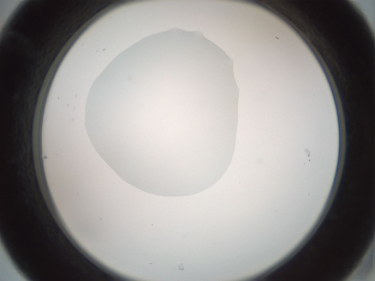 folderID600_plateID1600_batchID6725_wellNum31_profileID1_d2_r105457_ef.jpg