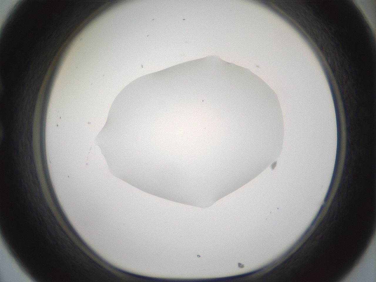 folderID600_plateID1600_batchID6725_wellNum32_profileID1_d1_r105458_ef.jpg