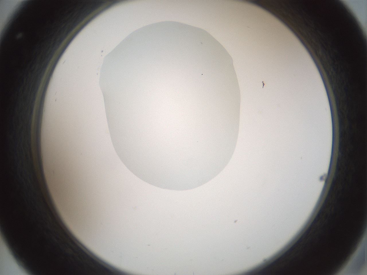 folderID600_plateID1600_batchID6725_wellNum32_profileID1_d2_r105459_ef.jpg