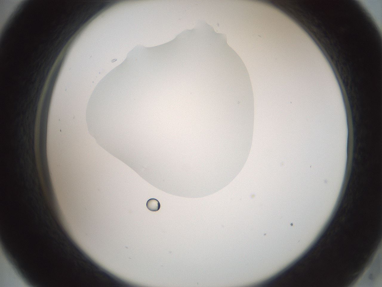 folderID600_plateID1600_batchID6725_wellNum33_profileID1_d2_r105461_ef.jpg