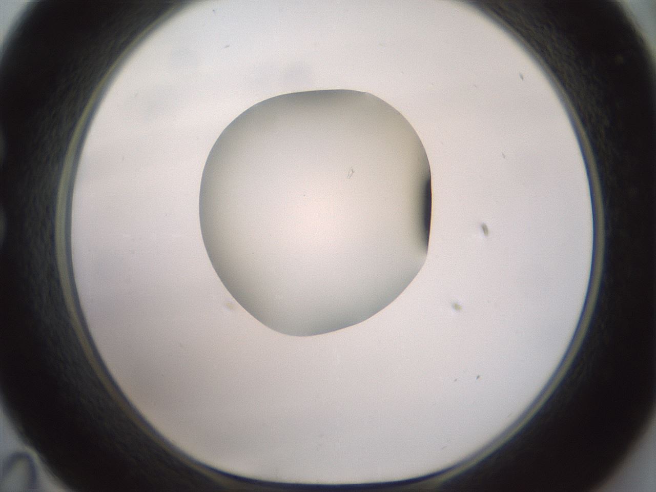 folderID600_plateID1600_batchID6725_wellNum35_profileID1_d1_r105464_ef.jpg