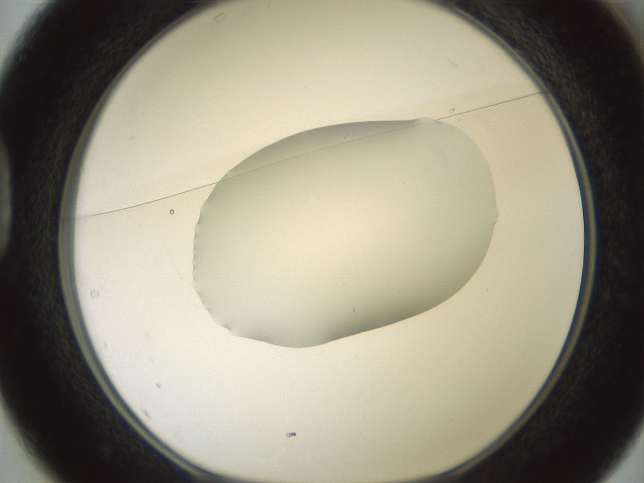 folderID600_plateID1600_batchID6725_wellNum37_profileID1_d1_r105468_ef.jpg