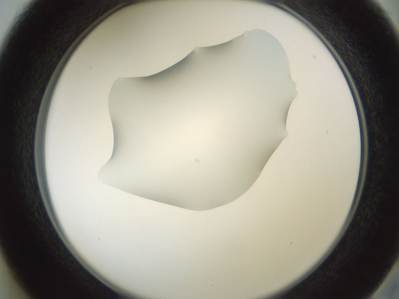 folderID600_plateID1600_batchID6725_wellNum37_profileID1_d2_r105469_ef.jpg
