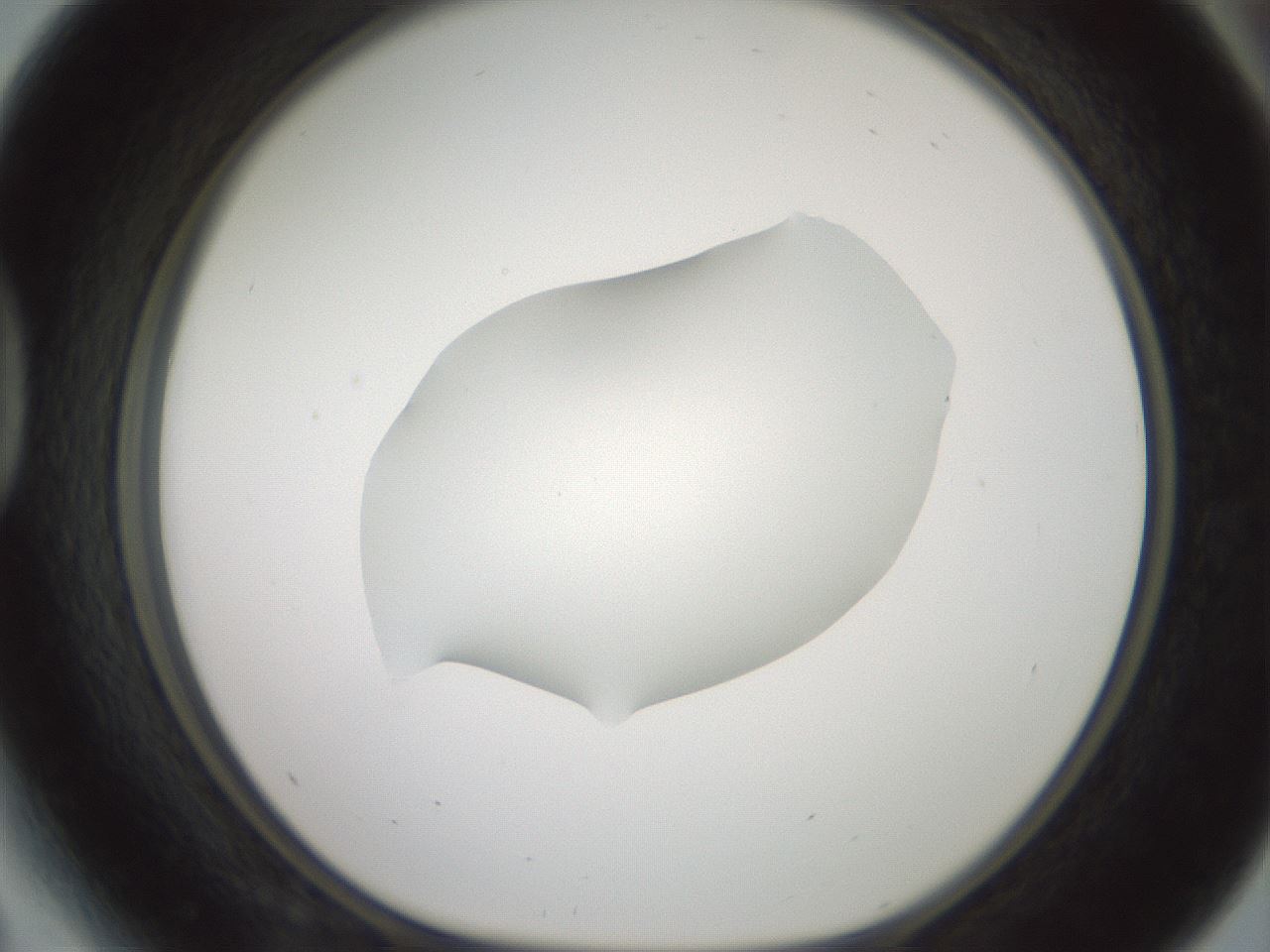 folderID600_plateID1600_batchID6725_wellNum41_profileID1_d1_r105476_ef.jpg