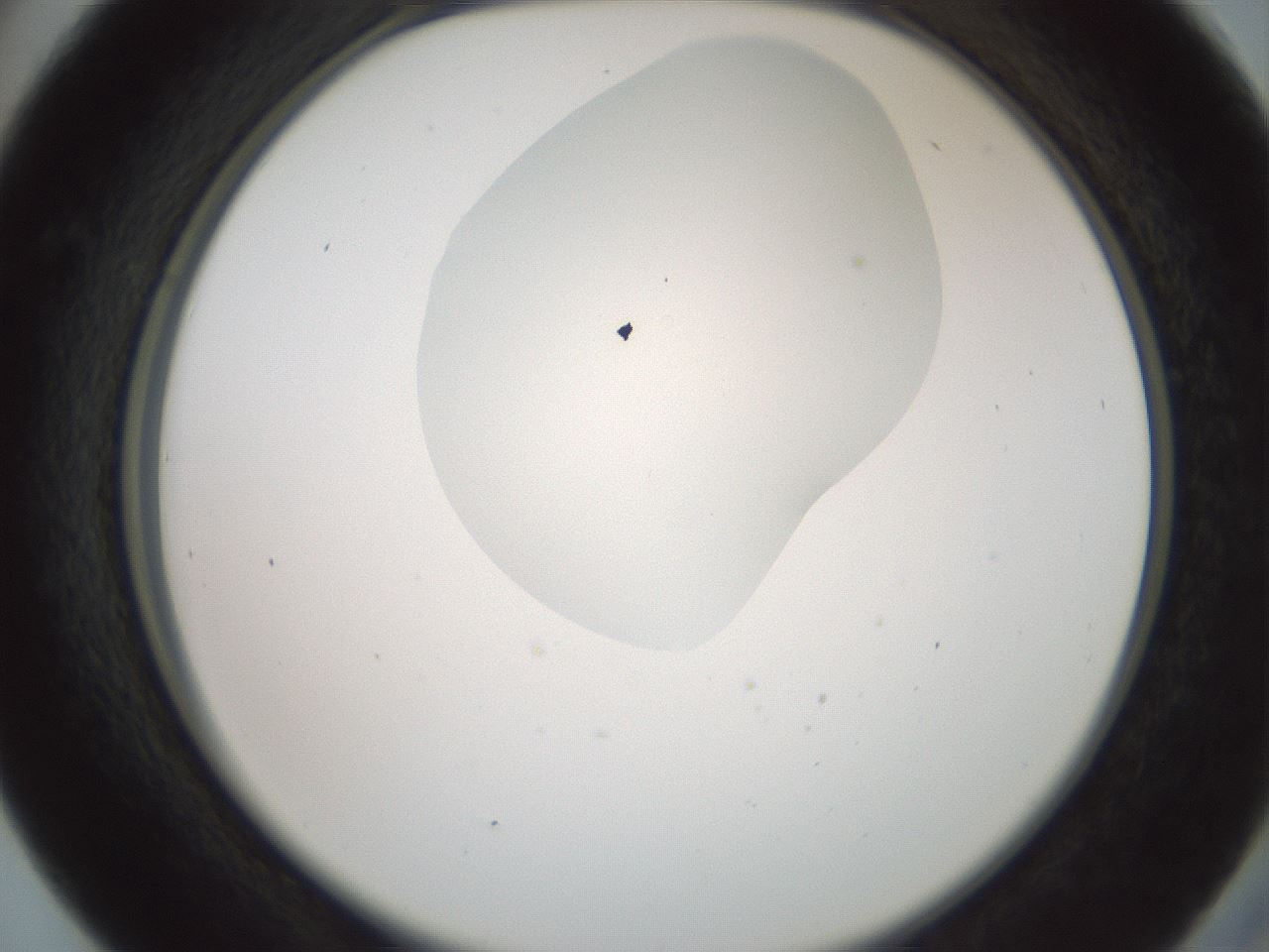 folderID600_plateID1600_batchID6725_wellNum41_profileID1_d2_r105477_ef.jpg
