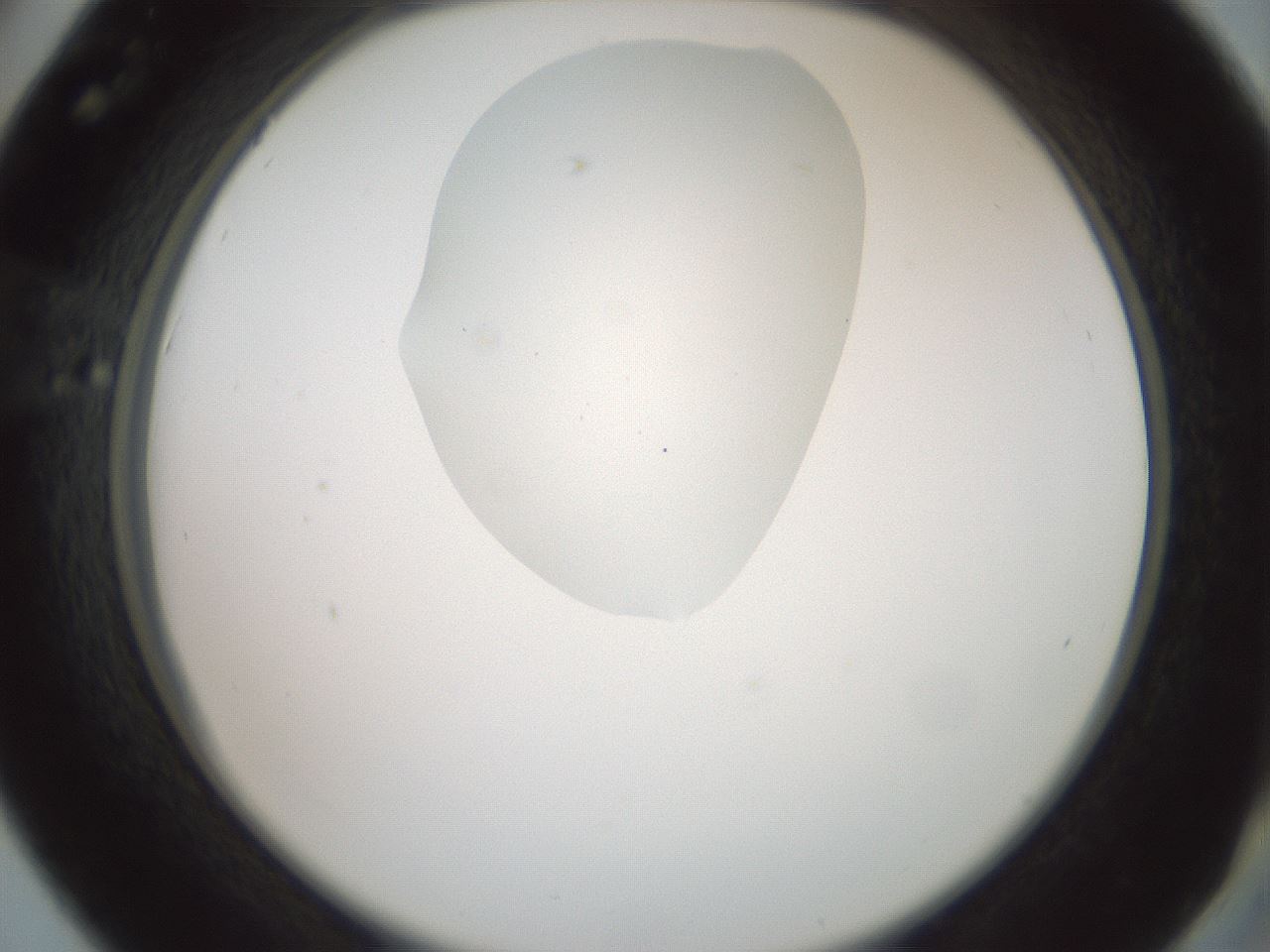 folderID600_plateID1600_batchID6725_wellNum42_profileID1_d2_r105479_ef.jpg