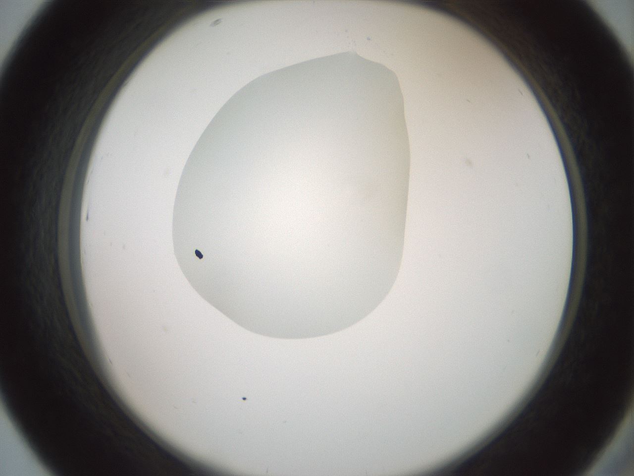 folderID600_plateID1600_batchID6725_wellNum43_profileID1_d2_r105481_ef.jpg