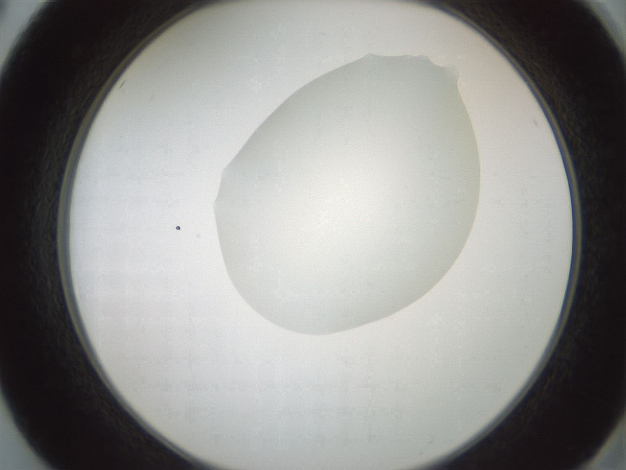 folderID600_plateID1600_batchID6725_wellNum50_profileID1_d2_r105495_ef.jpg