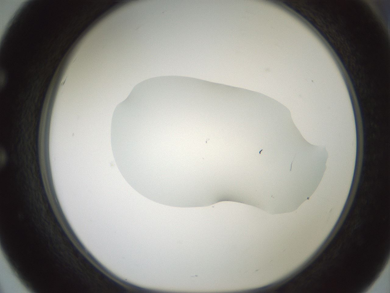 folderID600_plateID1600_batchID6725_wellNum51_profileID1_d1_r105496_ef.jpg