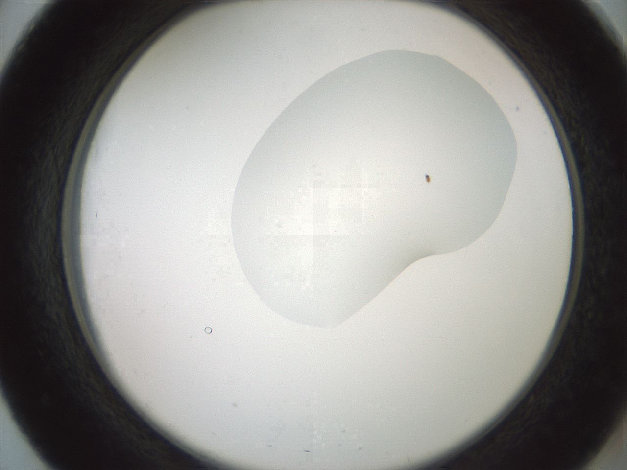 folderID600_plateID1600_batchID6725_wellNum51_profileID1_d2_r105497_ef.jpg
