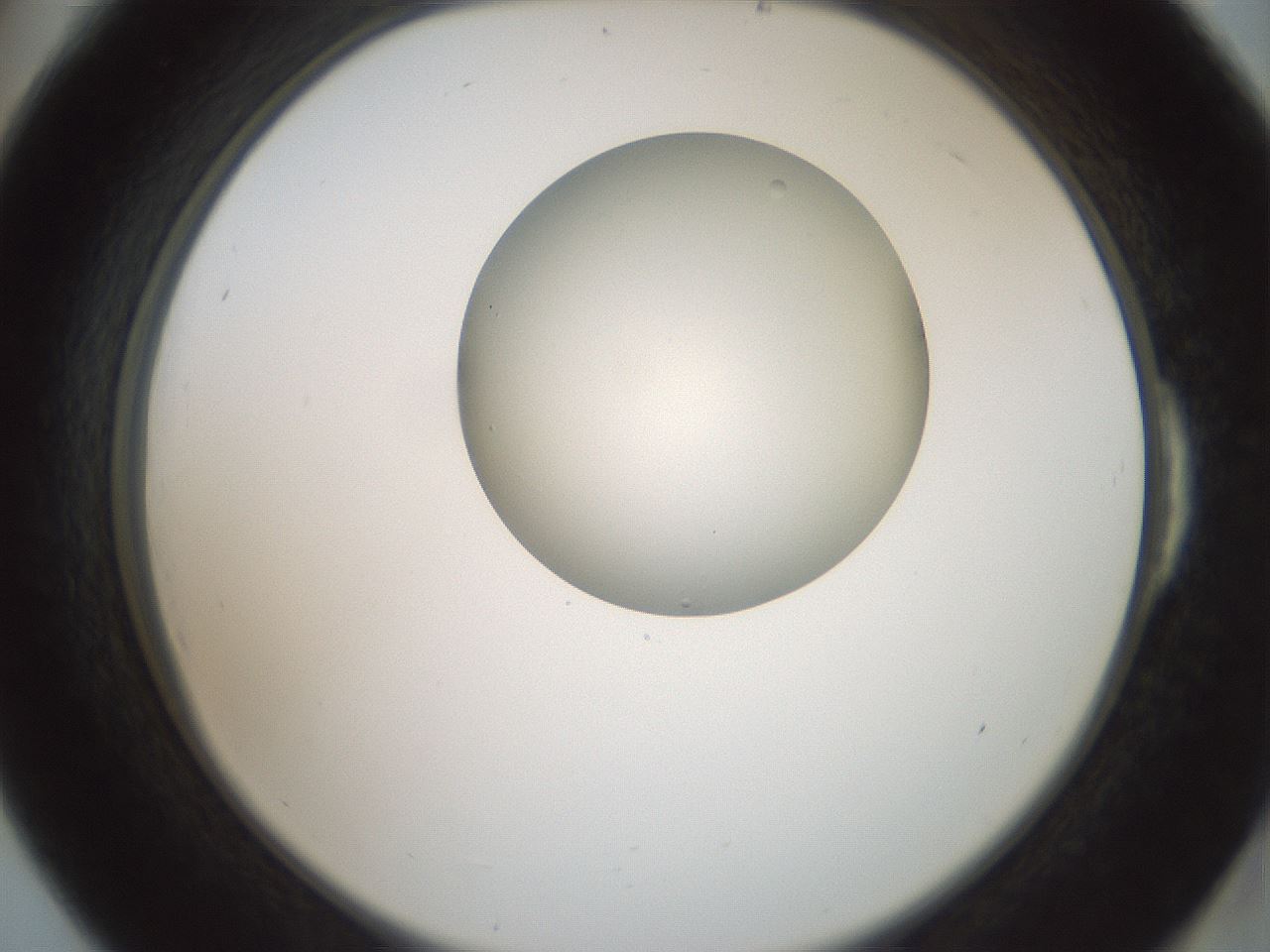 folderID600_plateID1600_batchID6725_wellNum54_profileID1_d2_r105503_ef.jpg