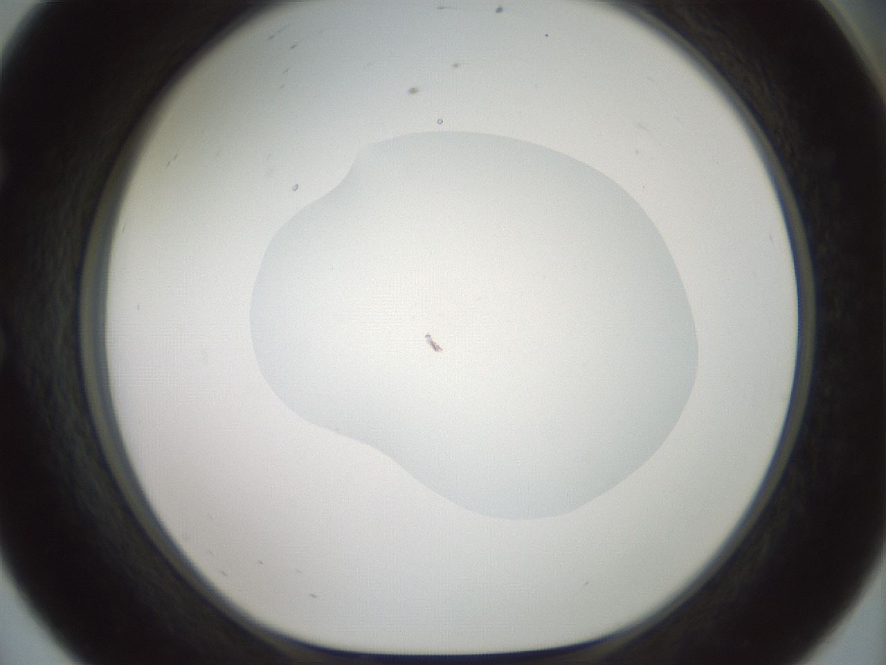 folderID600_plateID1600_batchID6725_wellNum56_profileID1_d1_r105506_ef.jpg