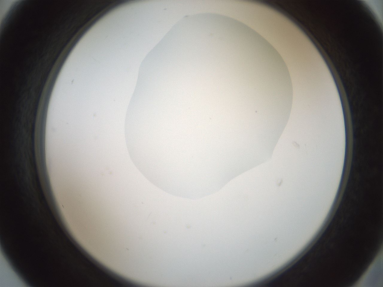 folderID600_plateID1600_batchID6725_wellNum56_profileID1_d2_r105507_ef.jpg
