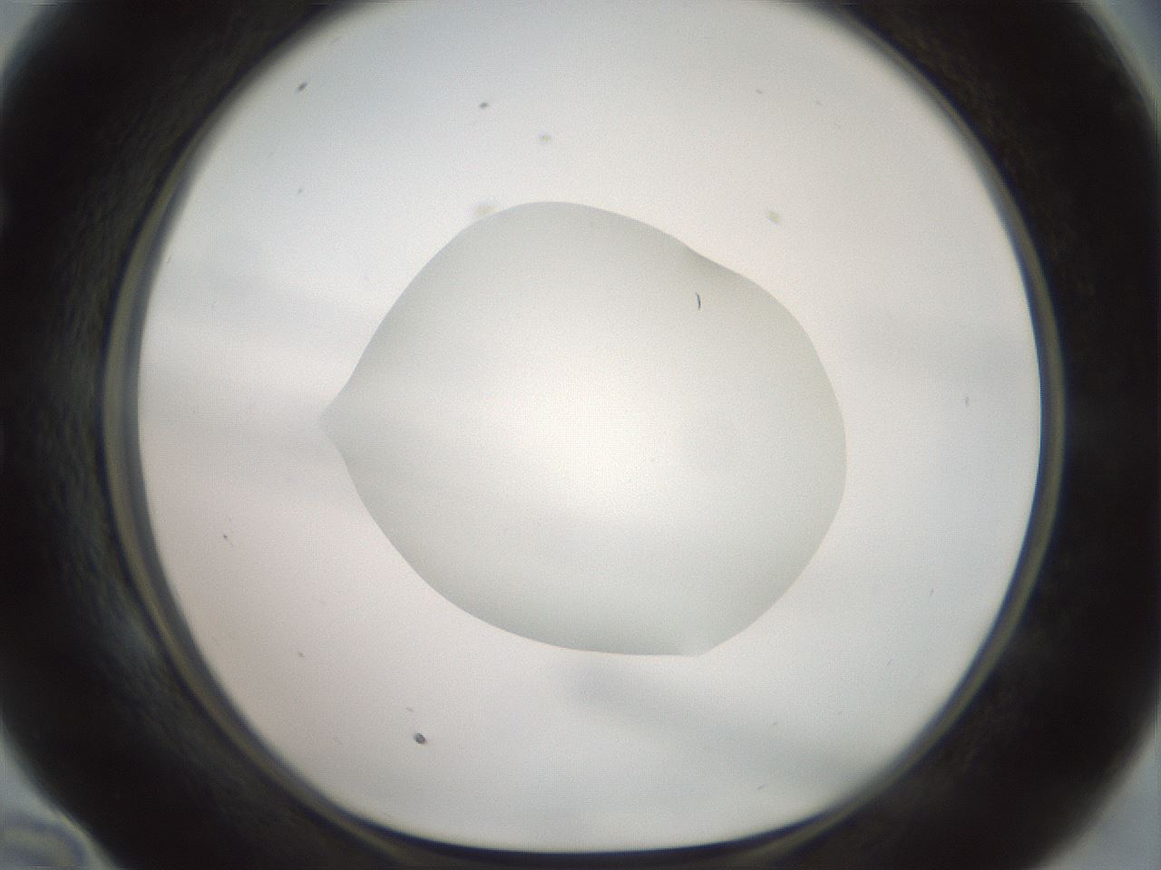 folderID600_plateID1600_batchID6725_wellNum58_profileID1_d1_r105510_ef.jpg