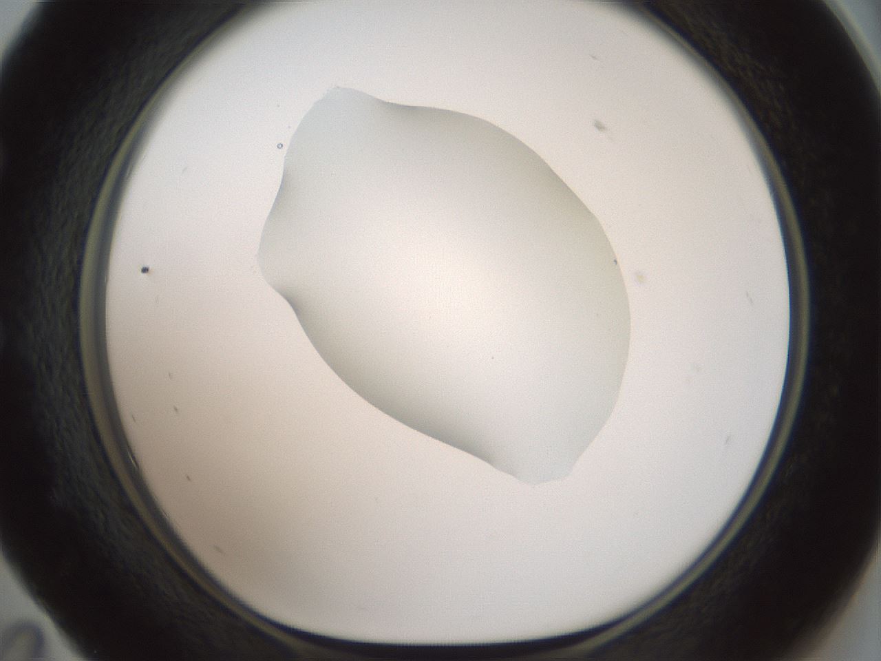 folderID600_plateID1600_batchID6725_wellNum59_profileID1_d1_r105512_ef.jpg