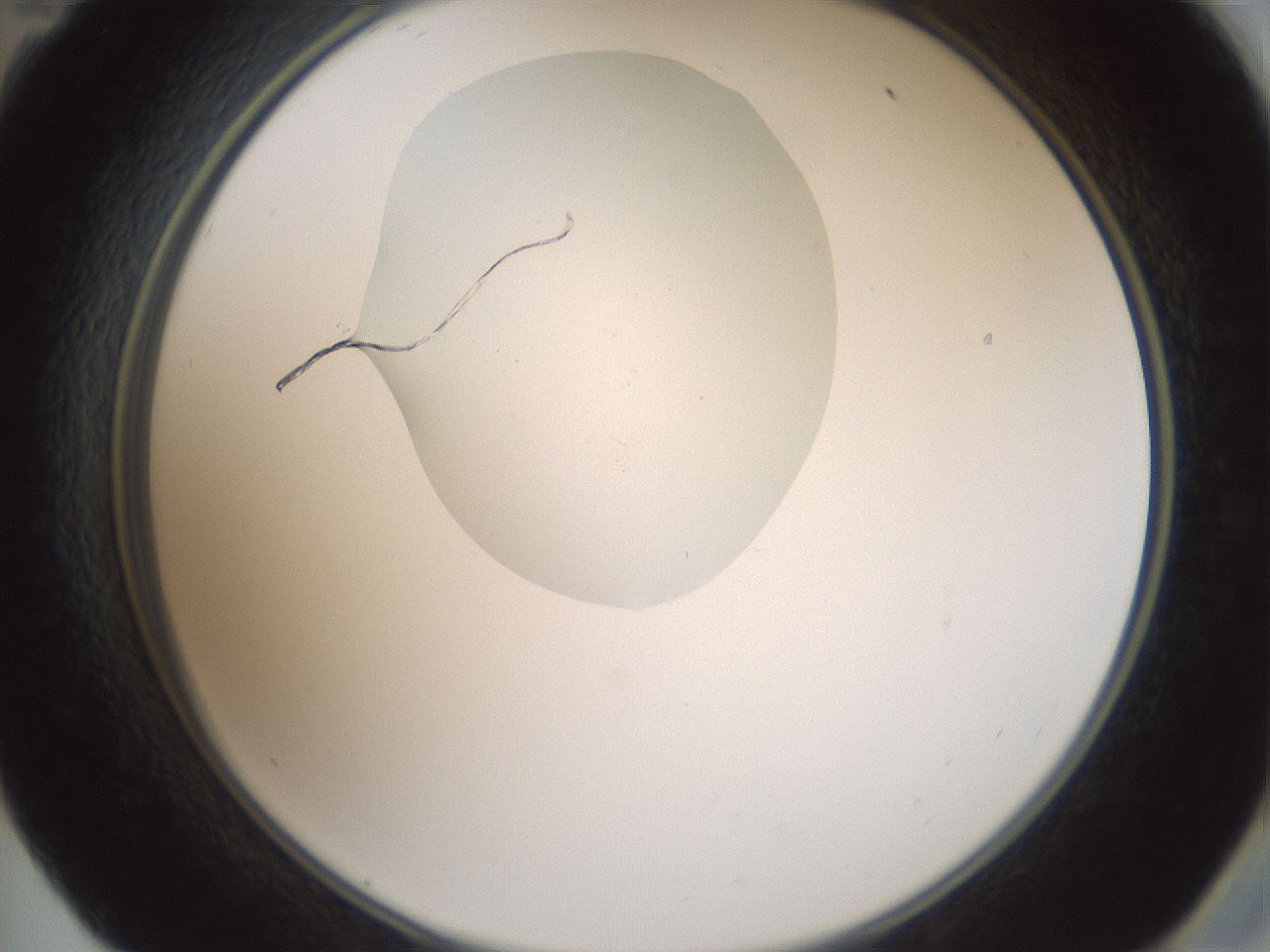 folderID600_plateID1600_batchID6725_wellNum59_profileID1_d2_r105513_ef.jpg