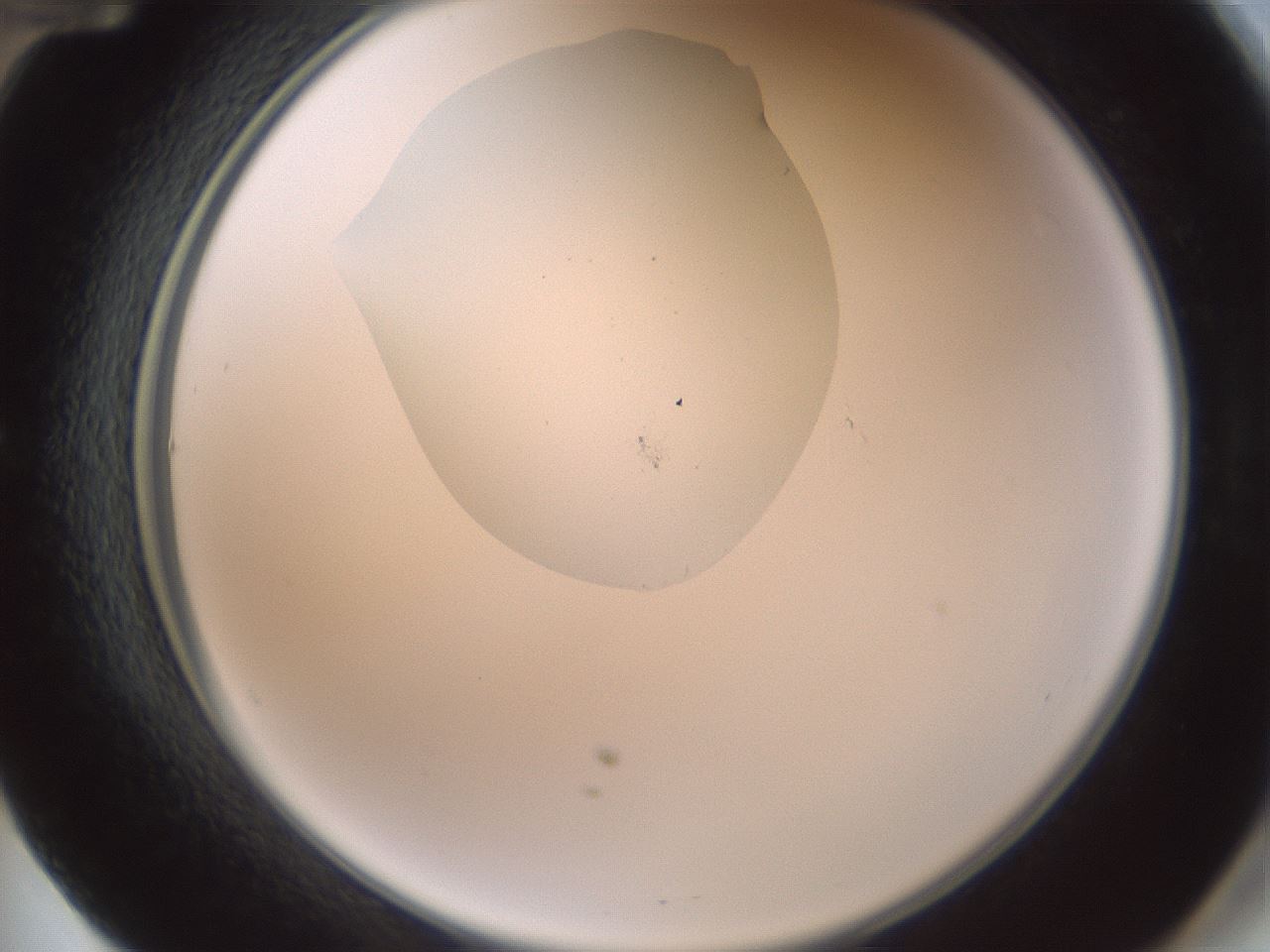 folderID600_plateID1600_batchID6725_wellNum60_profileID1_d2_r105515_ef.jpg