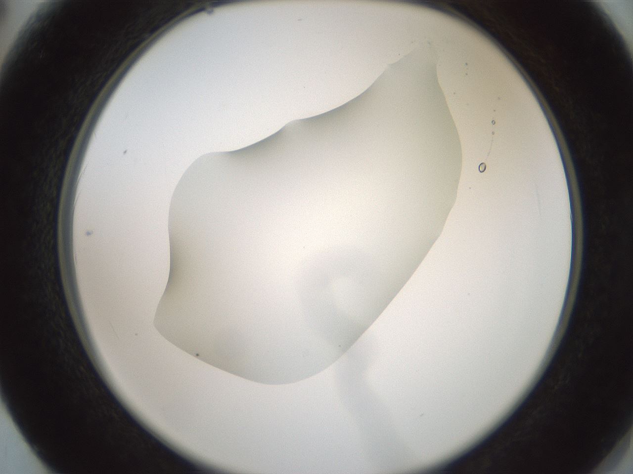 folderID600_plateID1600_batchID6725_wellNum62_profileID1_d2_r105519_ef.jpg