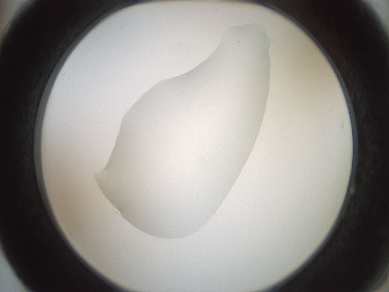 folderID600_plateID1600_batchID6725_wellNum64_profileID1_d2_r105523_ef.jpg