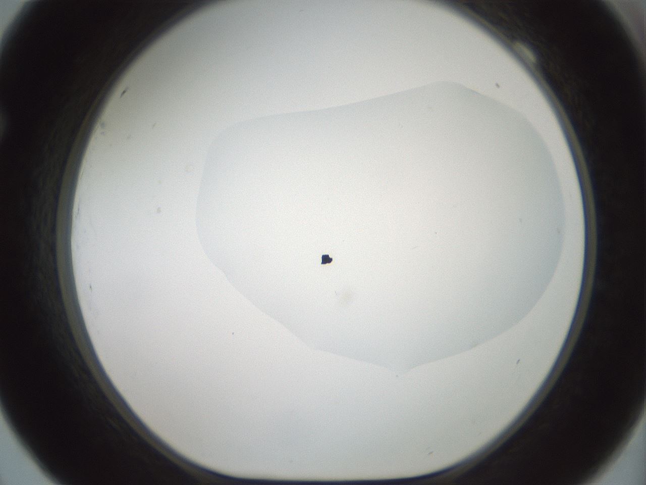 folderID600_plateID1600_batchID6725_wellNum69_profileID1_d1_r105532_ef.jpg