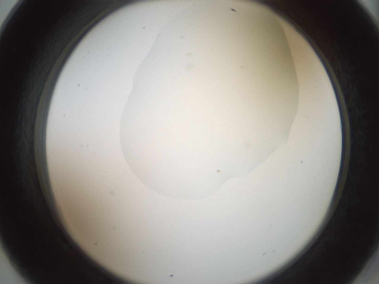 folderID600_plateID1600_batchID6725_wellNum69_profileID1_d2_r105533_ef.jpg