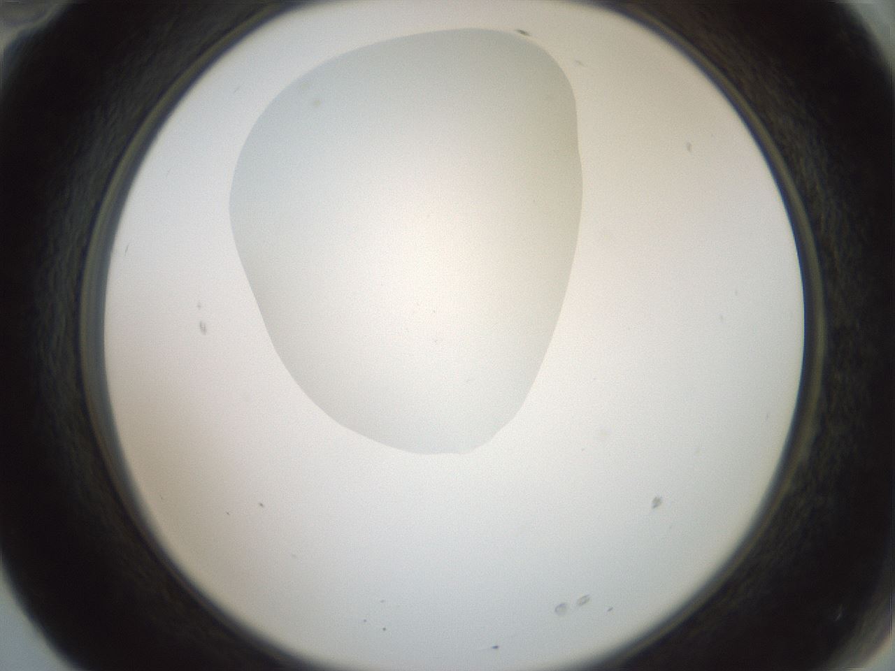 folderID600_plateID1600_batchID6725_wellNum70_profileID1_d2_r105535_ef.jpg