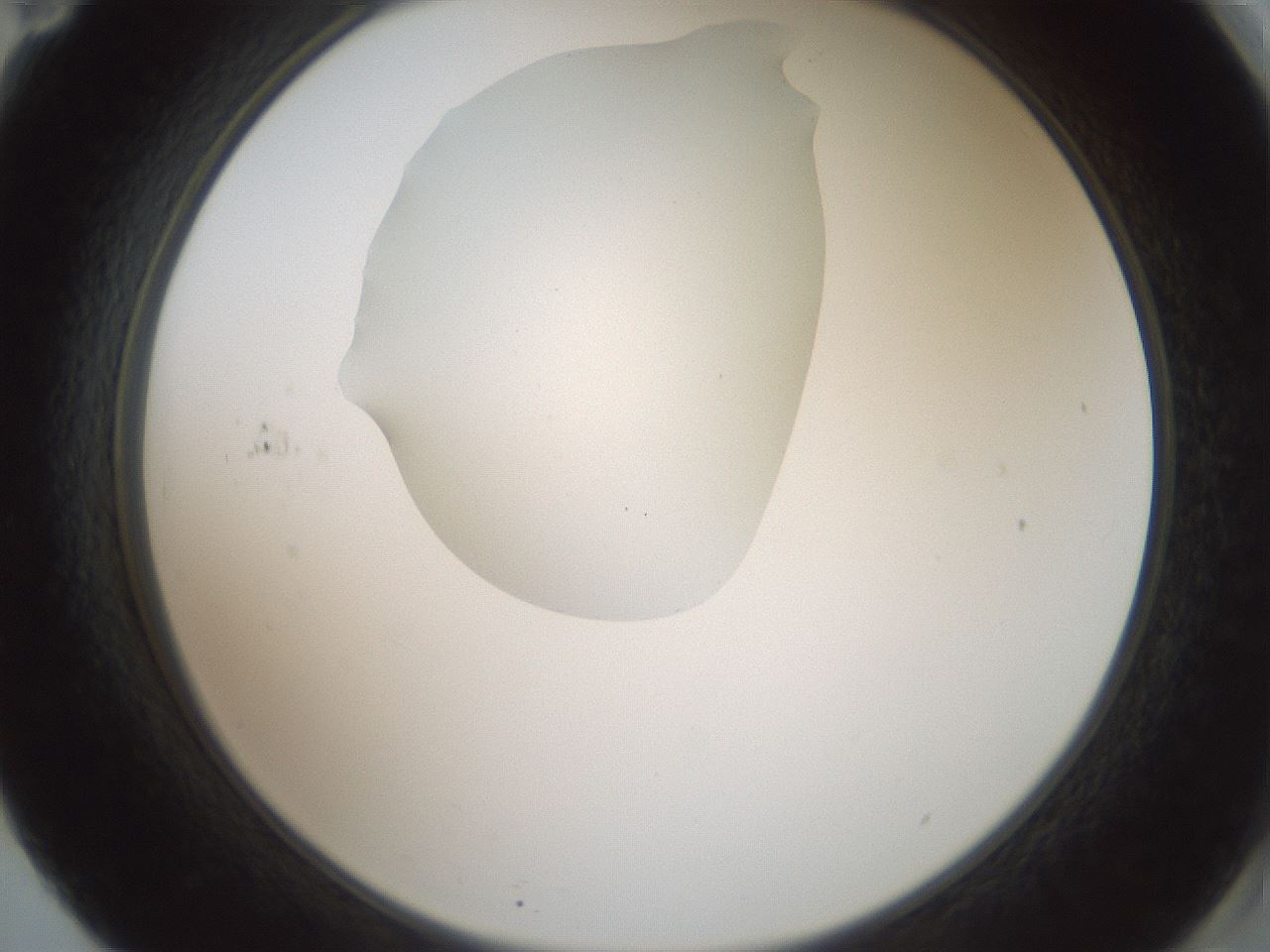 folderID600_plateID1600_batchID6725_wellNum71_profileID1_d2_r105537_ef.jpg