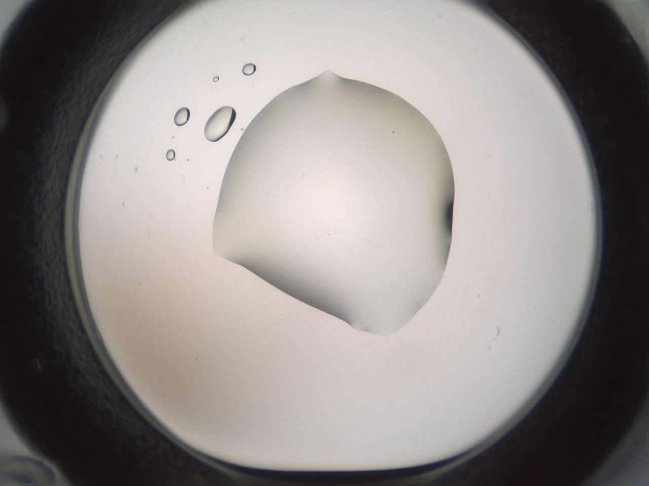 folderID600_plateID1600_batchID6725_wellNum72_profileID1_d1_r105538_ef.jpg