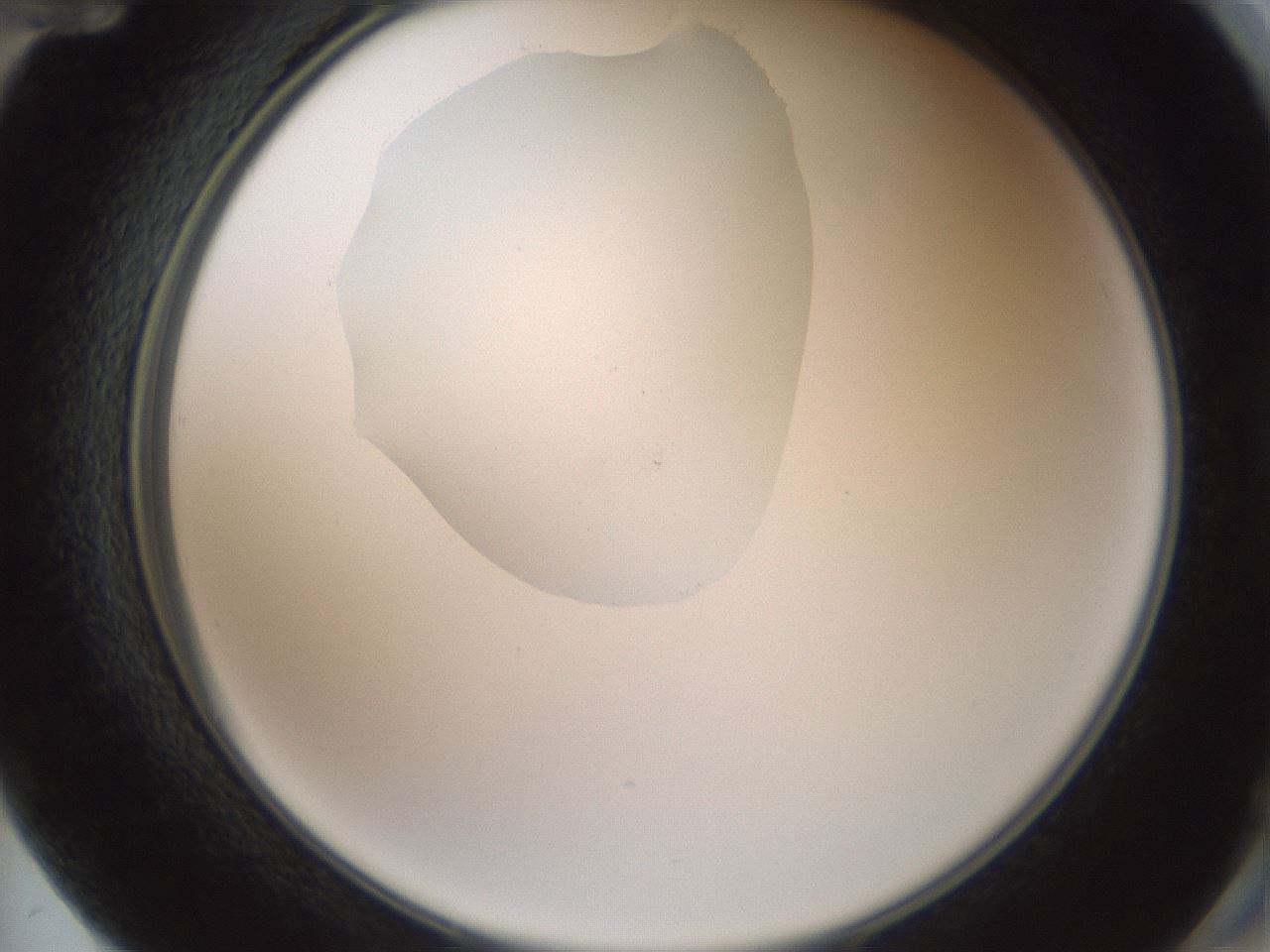 folderID600_plateID1600_batchID6725_wellNum72_profileID1_d2_r105539_ef.jpg