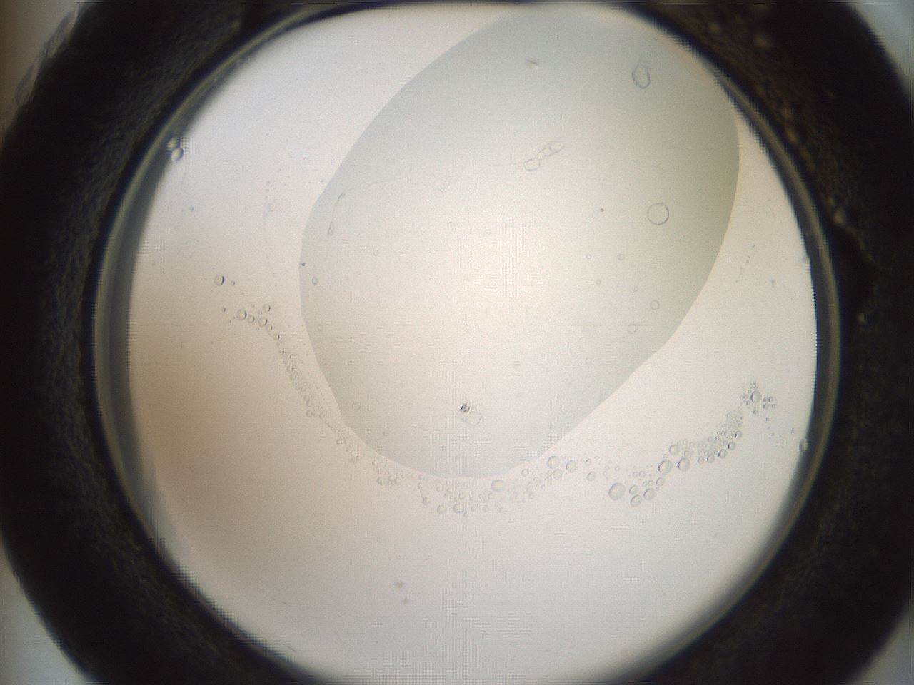 folderID600_plateID1600_batchID6725_wellNum73_profileID1_d2_r105541_ef.jpg