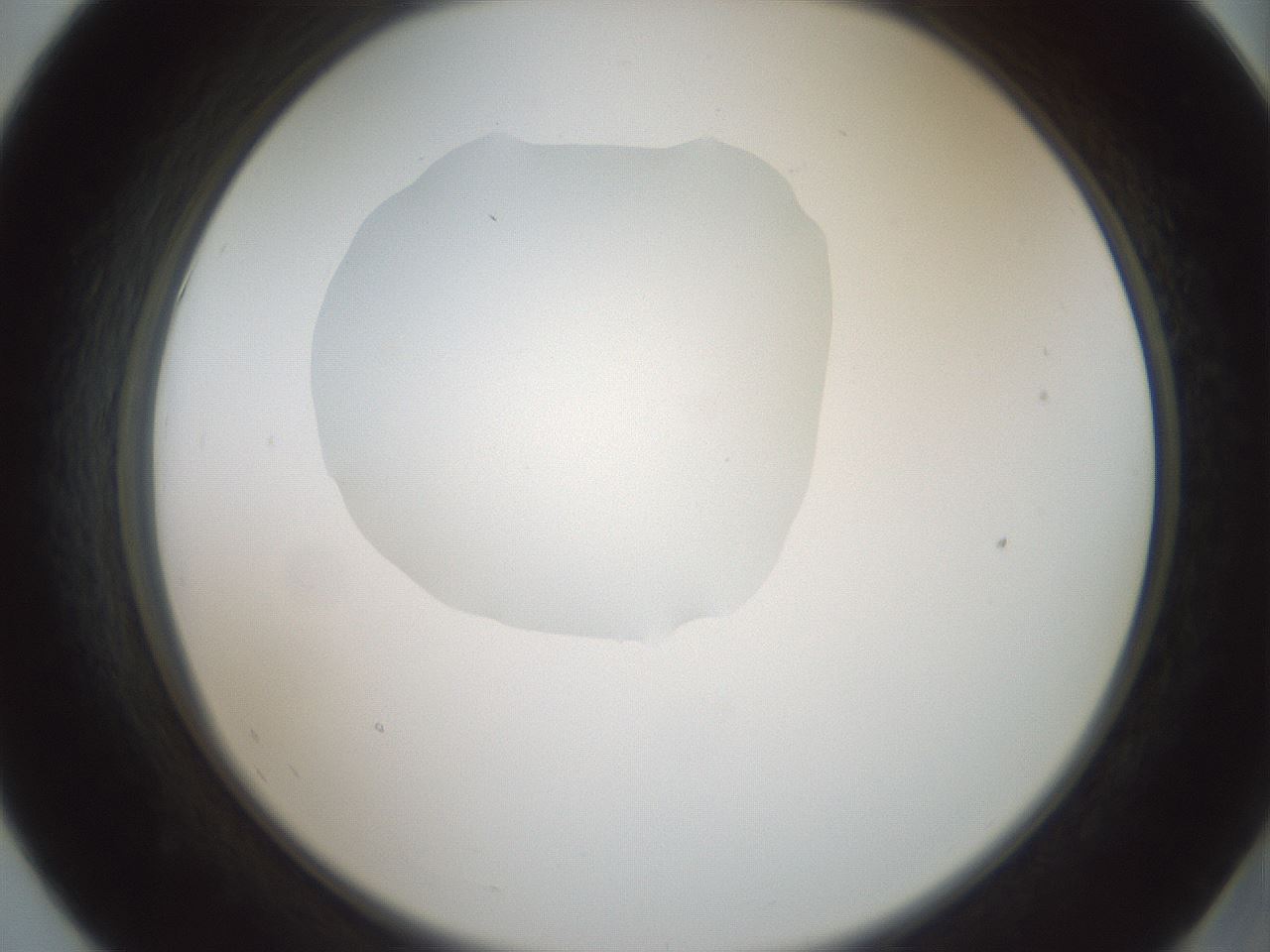 folderID600_plateID1600_batchID6725_wellNum55_profileID1_d2_r105505_ef.jpg