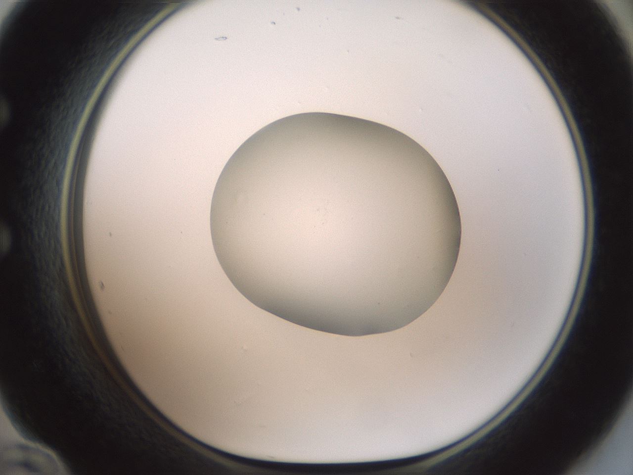 folderID600_plateID1600_batchID6725_wellNum60_profileID1_d1_r105514_ef.jpg