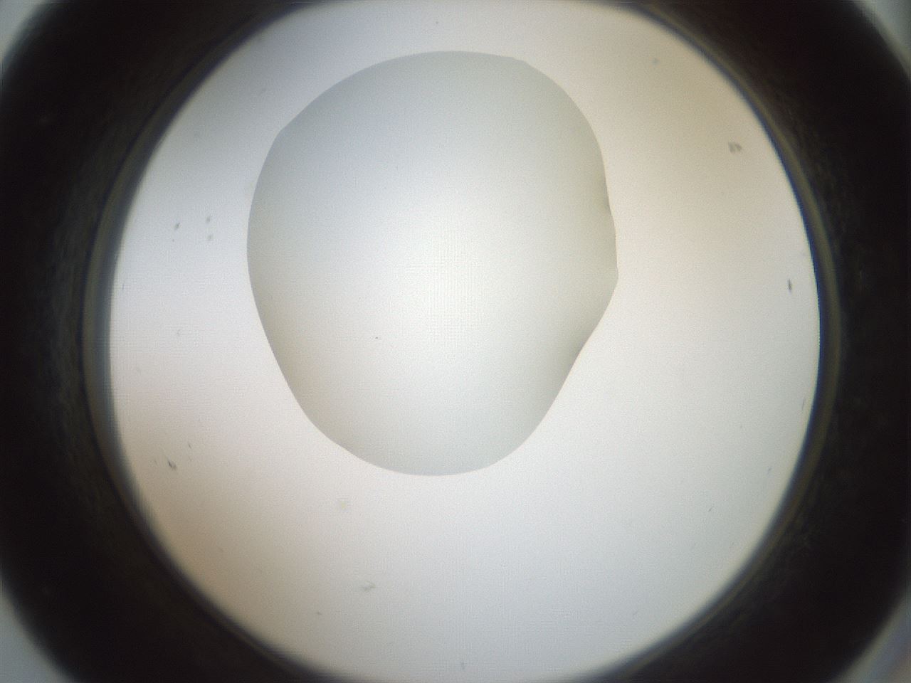 folderID600_plateID1600_batchID6725_wellNum68_profileID1_d2_r105531_ef.jpg