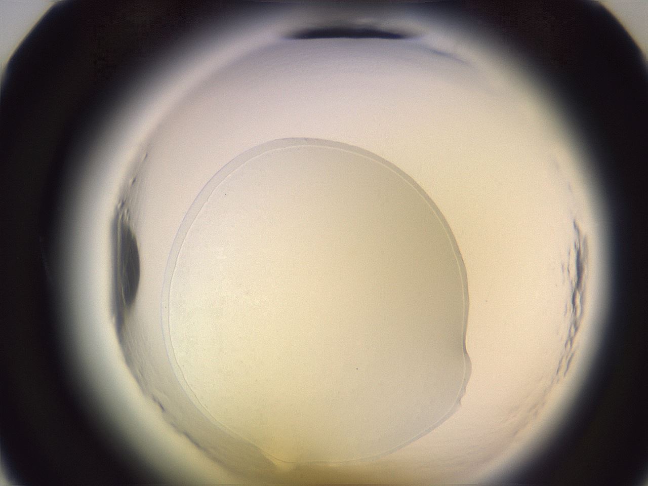 folderID600_plateID2600_batchID13161_wellNum12_profileID1_d1_r198762_ef.jpg
