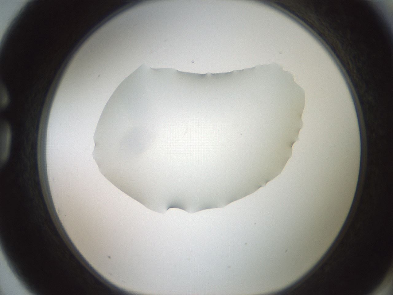folderID600_plateID1600_batchID6725_wellNum75_profileID1_d1_r105544_ef.jpg