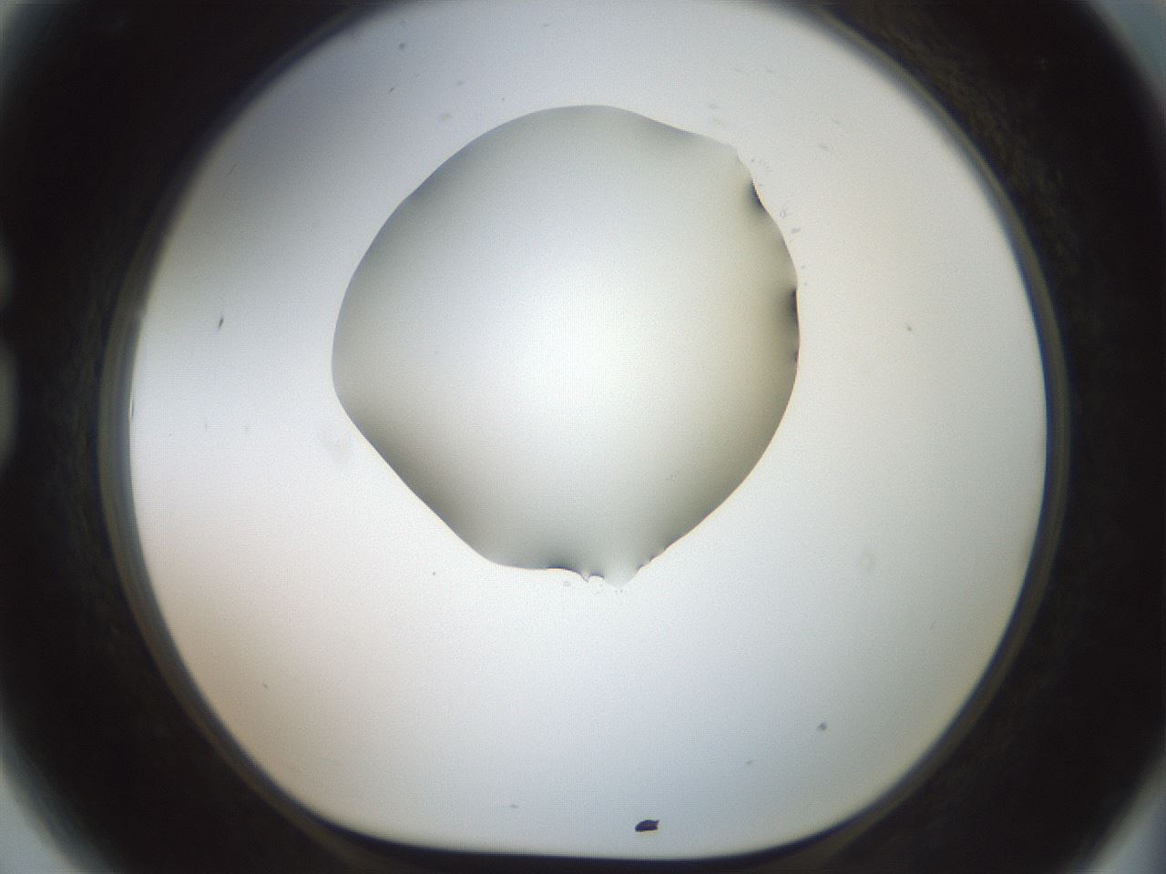 folderID600_plateID1600_batchID6725_wellNum81_profileID1_d1_r105556_ef.jpg