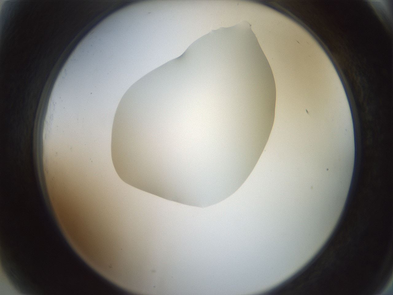 folderID600_plateID1600_batchID6725_wellNum81_profileID1_d2_r105557_ef.jpg