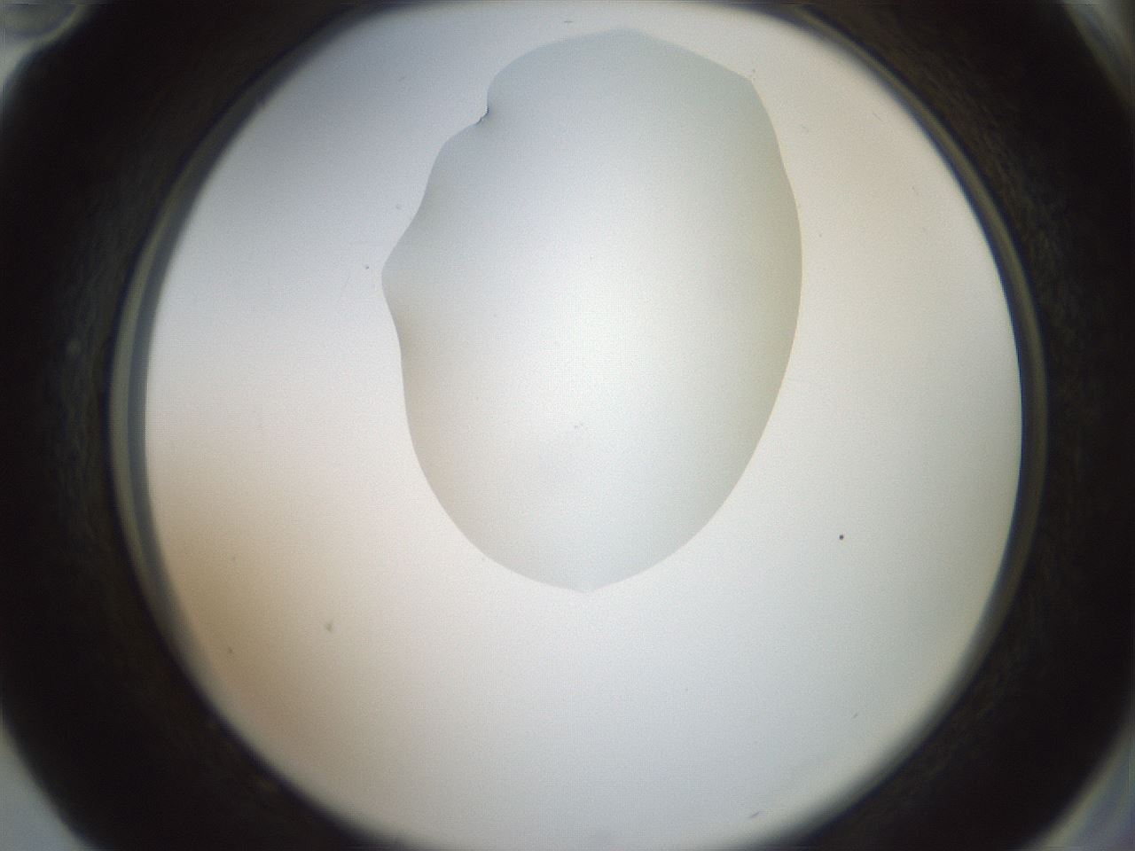 folderID600_plateID1600_batchID6725_wellNum82_profileID1_d2_r105559_ef.jpg