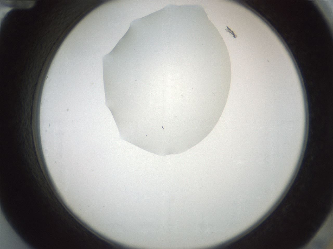 folderID600_plateID1600_batchID6725_wellNum84_profileID1_d2_r105563_ef.jpg