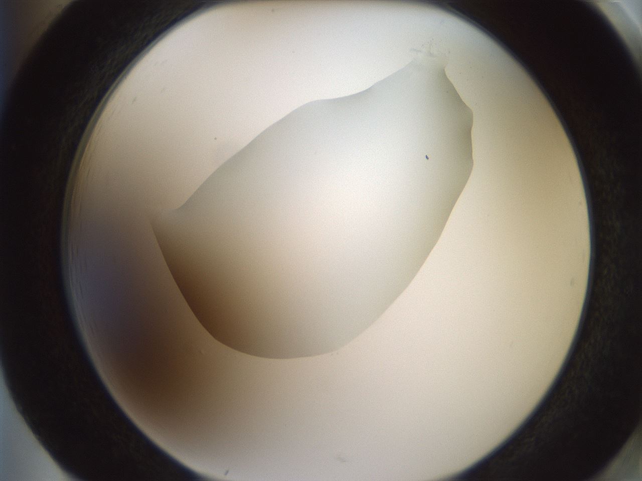 folderID600_plateID1600_batchID6725_wellNum85_profileID1_d2_r105565_ef.jpg