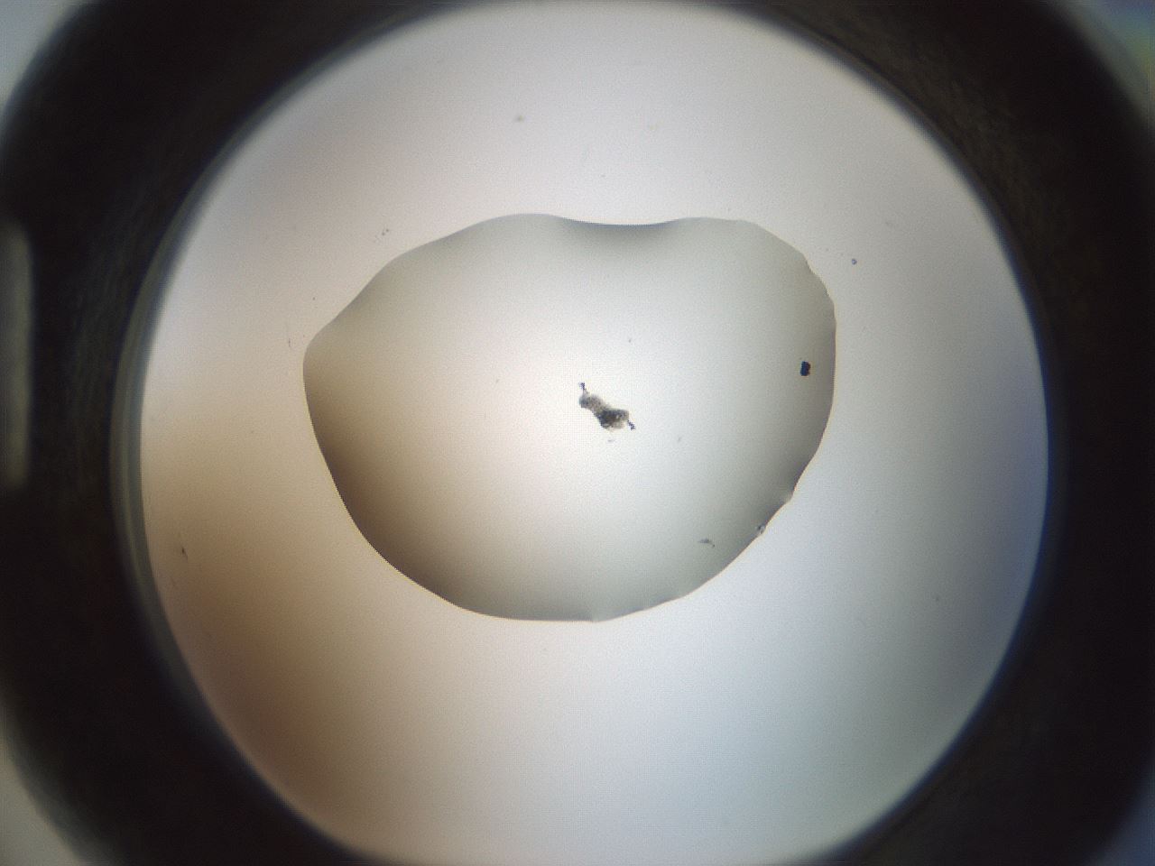 folderID600_plateID1600_batchID6725_wellNum89_profileID1_d1_r105572_ef.jpg