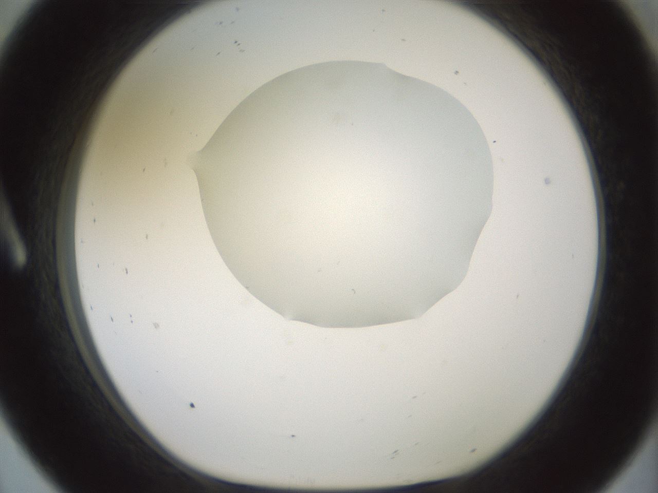 folderID600_plateID1600_batchID6725_wellNum8_profileID1_d1_r105410_ef.jpg