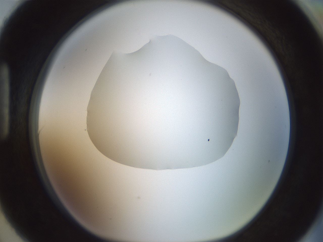 folderID600_plateID1600_batchID6725_wellNum90_profileID1_d1_r105574_ef.jpg