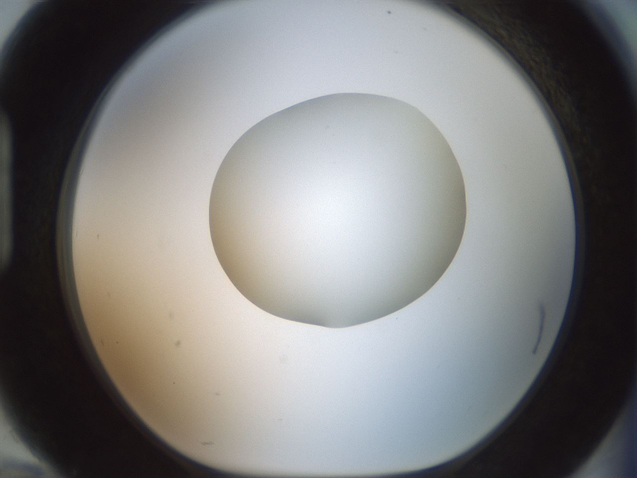 folderID600_plateID1600_batchID6725_wellNum94_profileID1_d1_r105582_ef.jpg