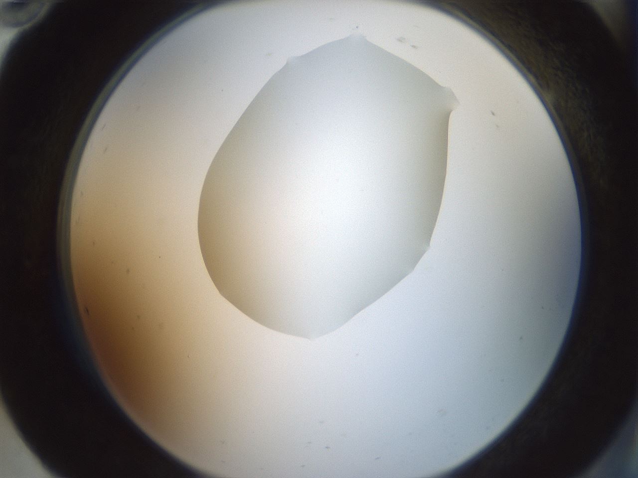 folderID600_plateID1600_batchID6725_wellNum94_profileID1_d2_r105583_ef.jpg