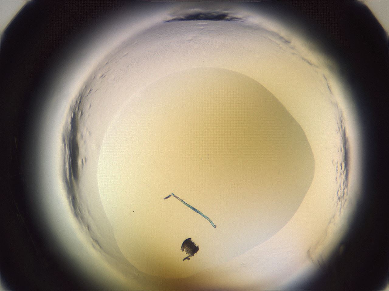 folderID600_plateID2600_batchID13161_wellNum11_profileID1_d1_r198759_ef.jpg