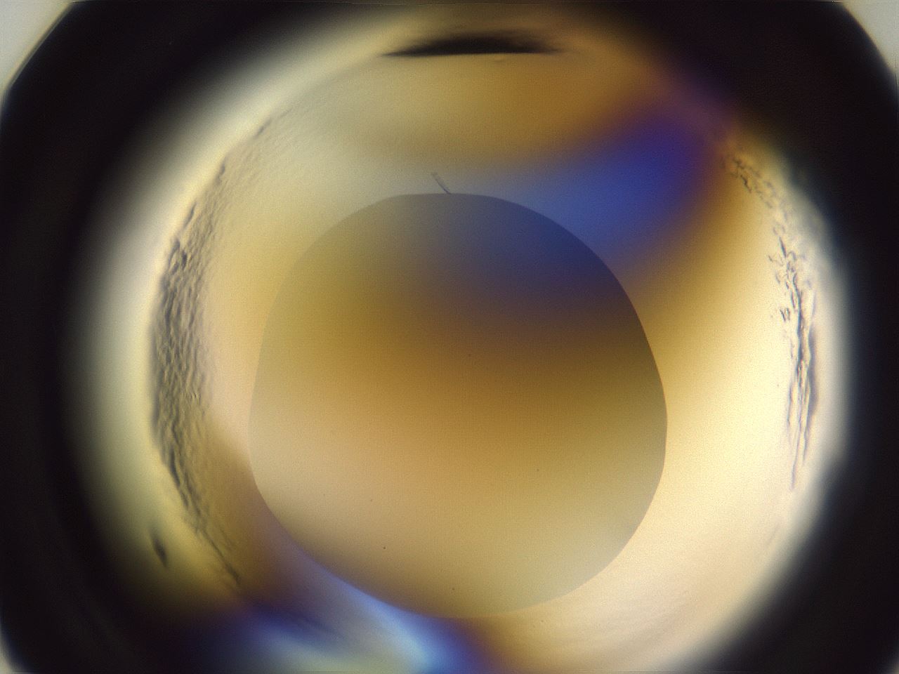 folderID600_plateID2600_batchID13161_wellNum11_profileID1_d2_r198760_ef.jpg