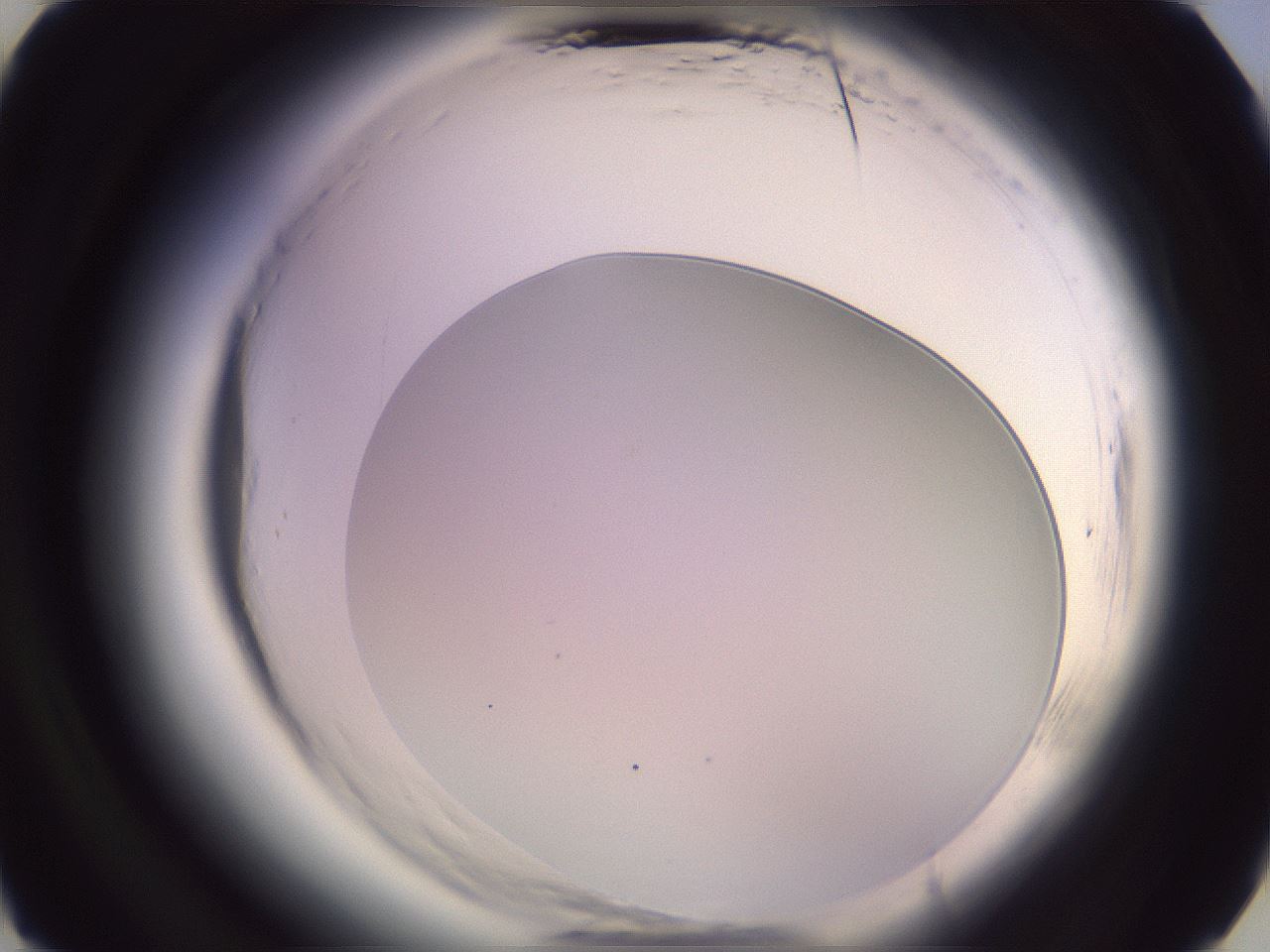 folderID600_plateID2600_batchID13161_wellNum13_profileID1_d3_r198767_ef.jpg
