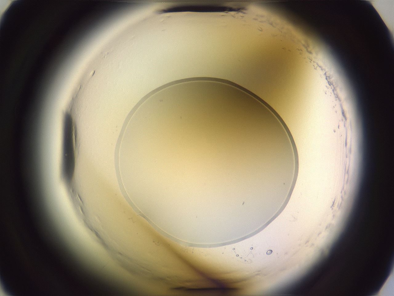 folderID600_plateID2600_batchID13161_wellNum15_profileID1_d2_r198772_ef.jpg