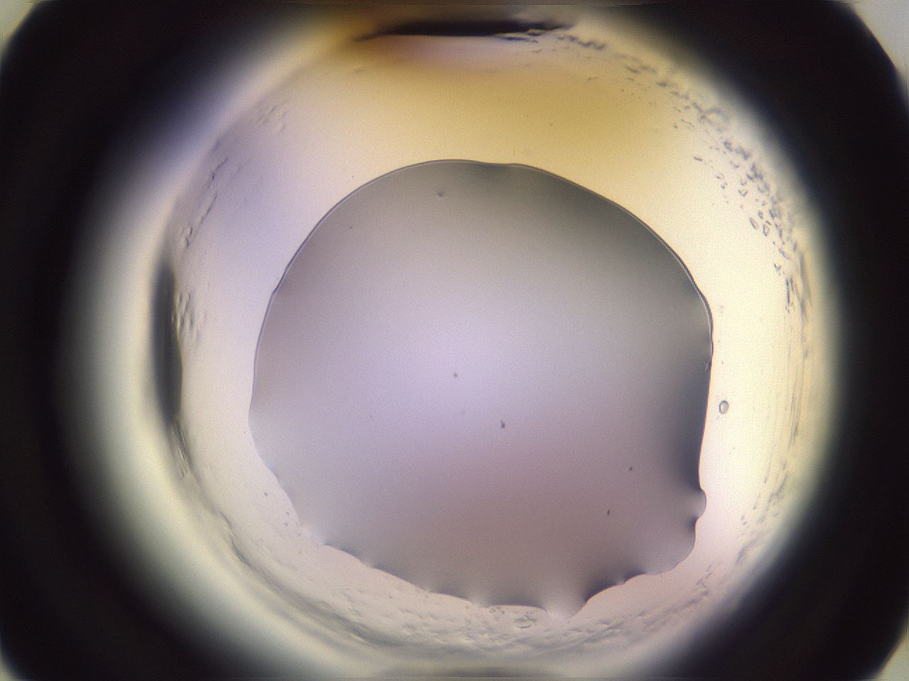 folderID600_plateID2600_batchID13161_wellNum15_profileID1_d3_r198773_ef.jpg